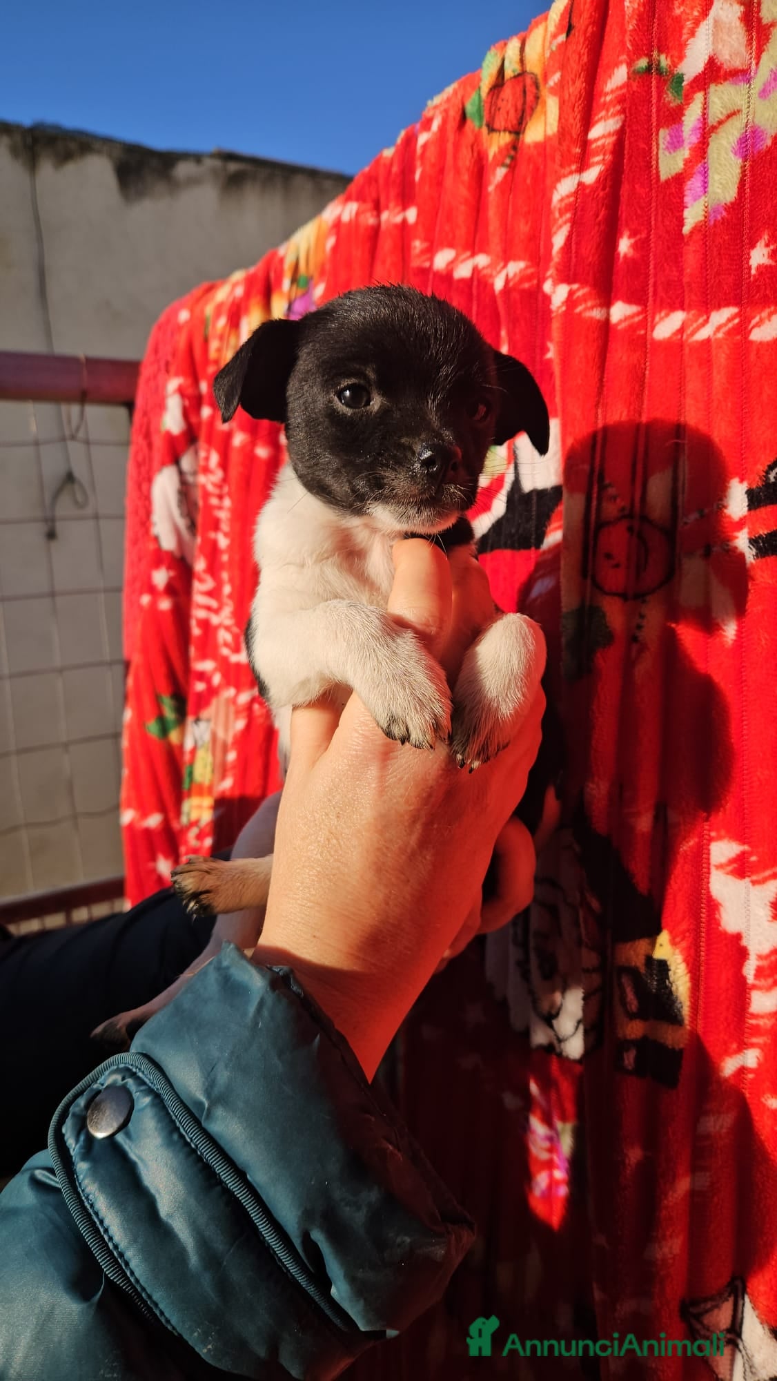 Meticcio cani Cipollina: 2 mesi taglia piccola  - Annuncio 1