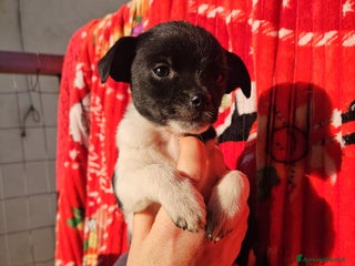 Meticcio cani Cipollina: 2 mesi taglia piccola - Annuncio 1