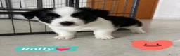 Meticcio cani in regalo: Rolly il pandino - Annuncio 2