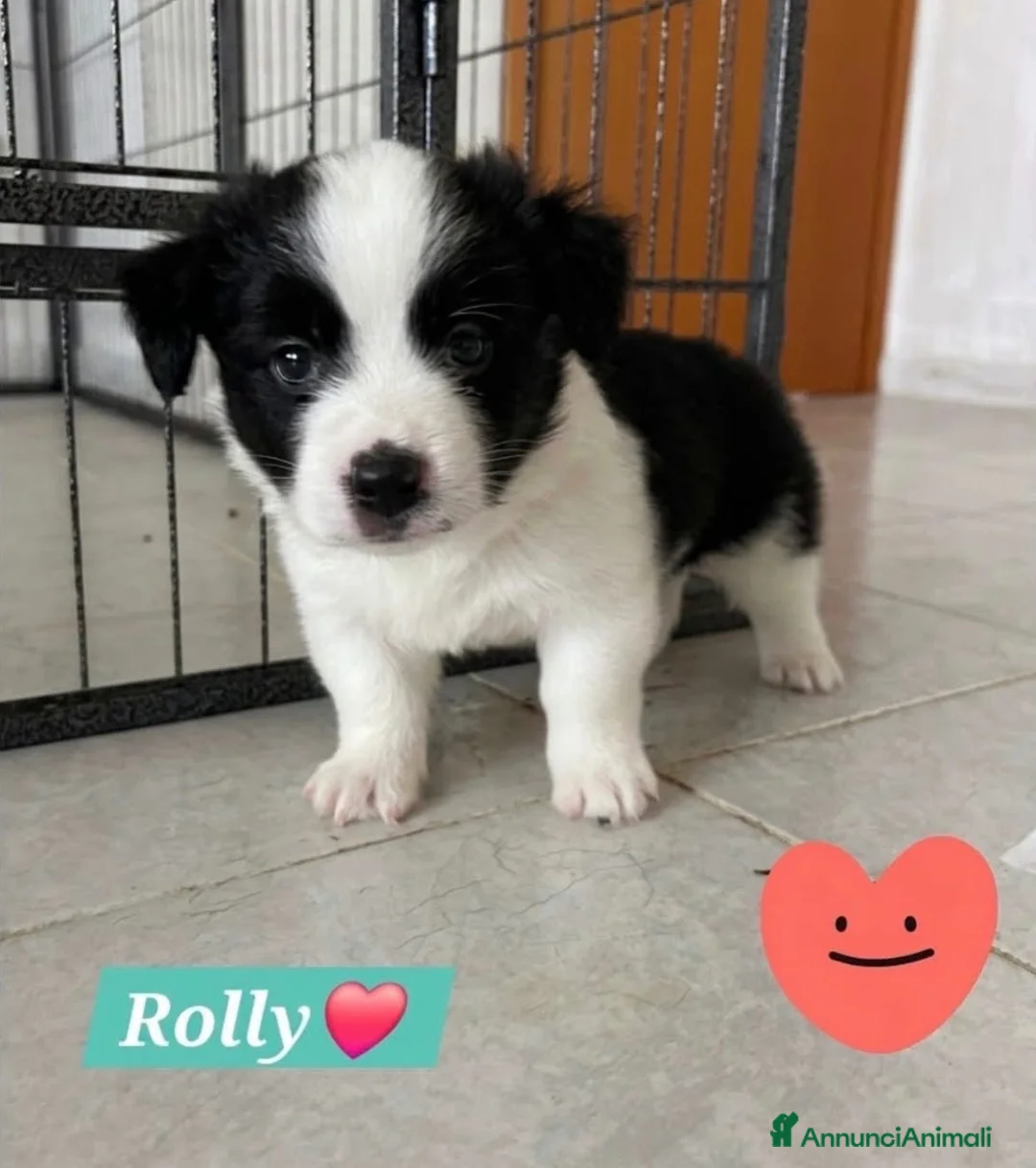 Meticcio cani in regalo: Rolly il pandino - Annuncio 2