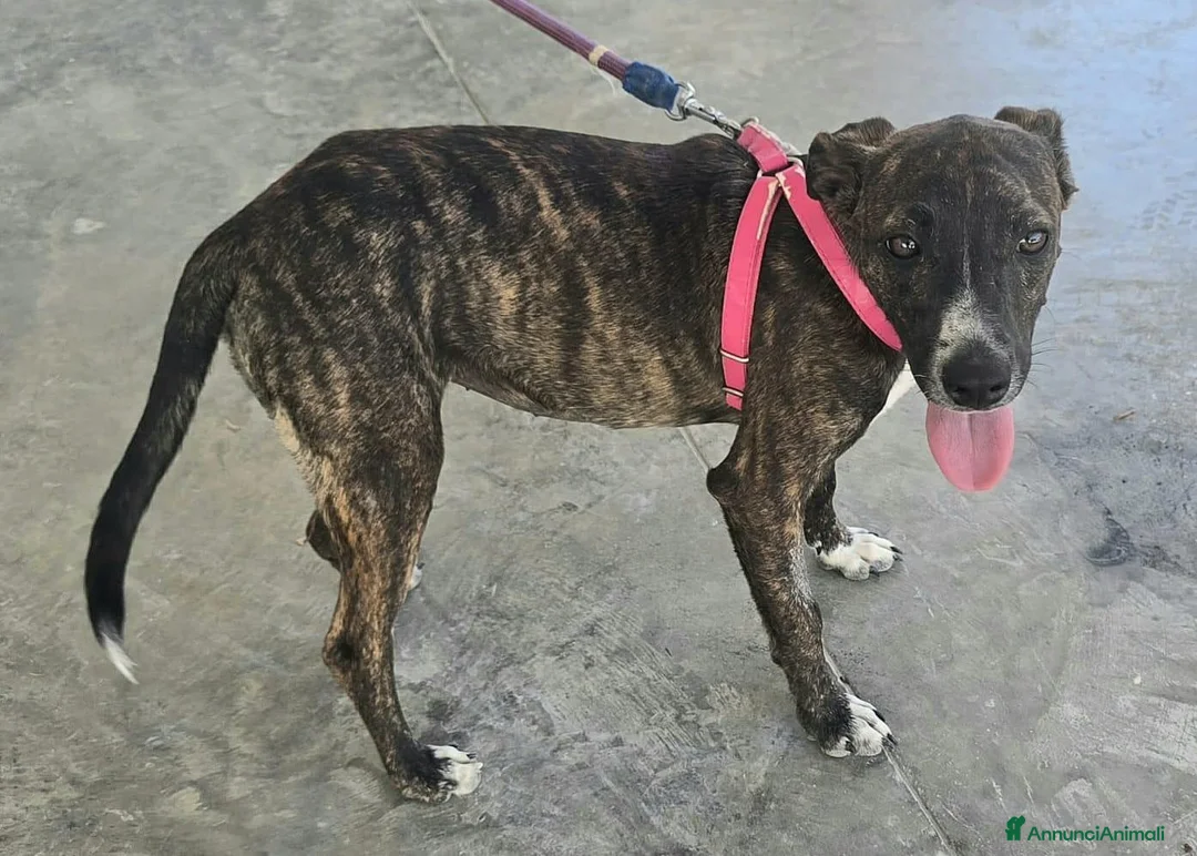 Meticcio cani in regalo: Taglia piccola, 6 mesi scarsi  - Annuncio 2