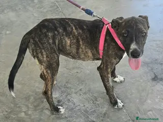 Meticcio cani Taglia piccola, 6 mesi scarsi - Annuncio 1