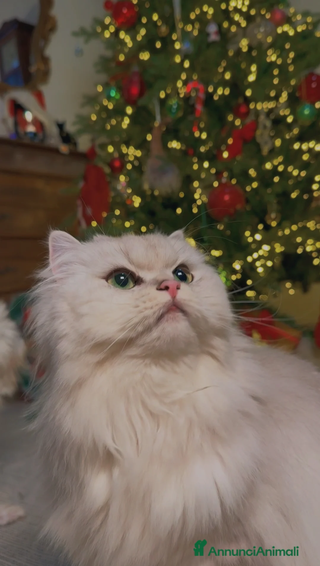 British gatti in vendita: British Longhair Silver Shaded  con Pedigree ENFI - Annuncio 1