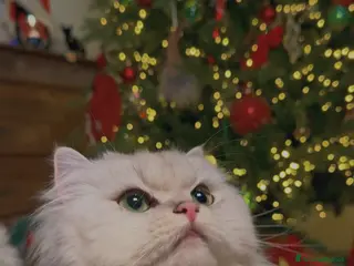 British gatti British Longhair Silver Shaded con Pedigree ENFI - Annuncio 2