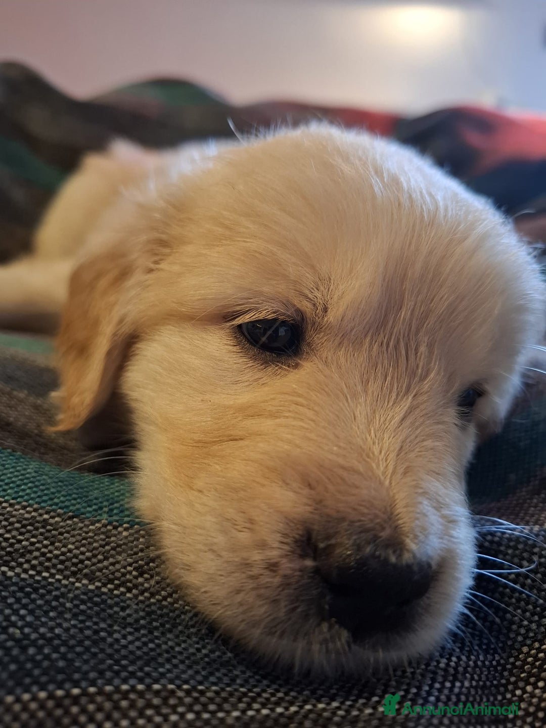 Golden Retriever cani in vendita: Cucciole di Golden Retriever - Annuncio 32