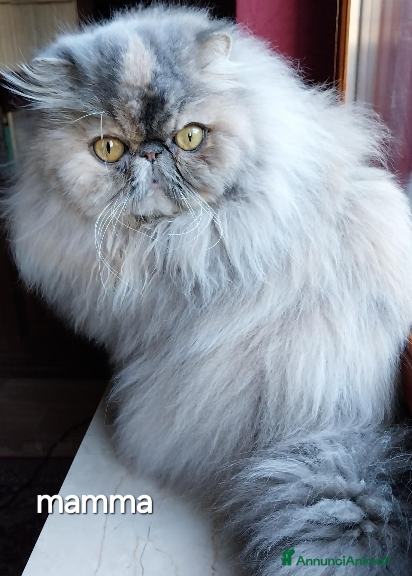 Persiano gatti Cucciolo gatto persiano  - Annuncio 31