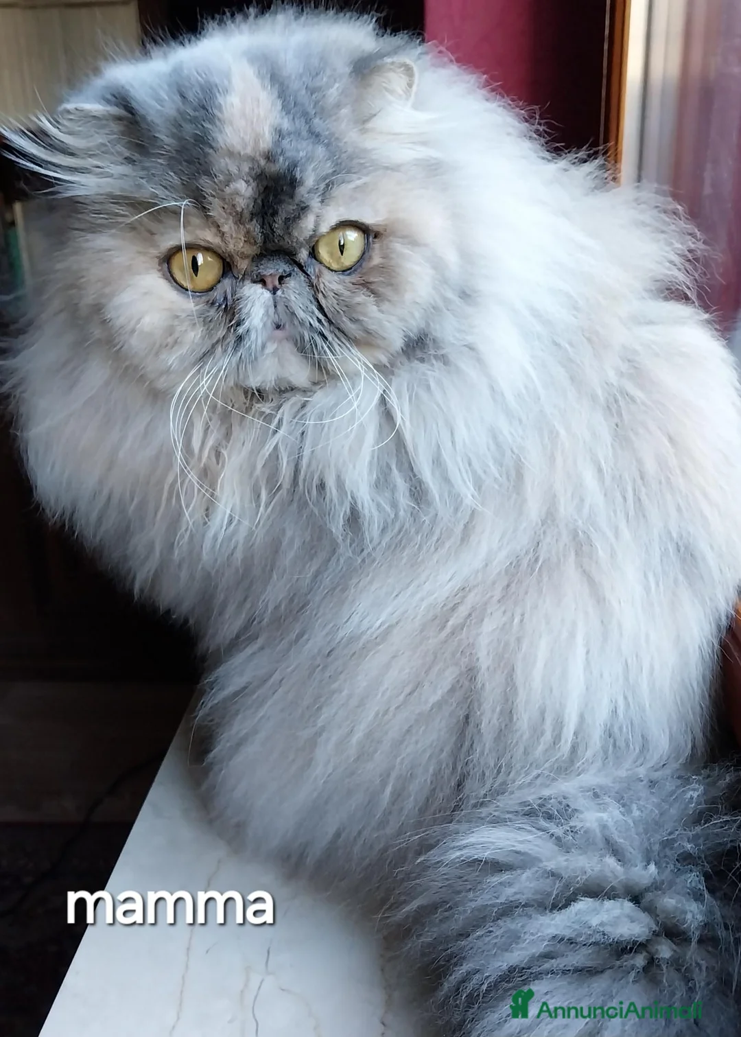 Persiano gatti in vendita: Cucciolo gatto persiano  - Annuncio 1