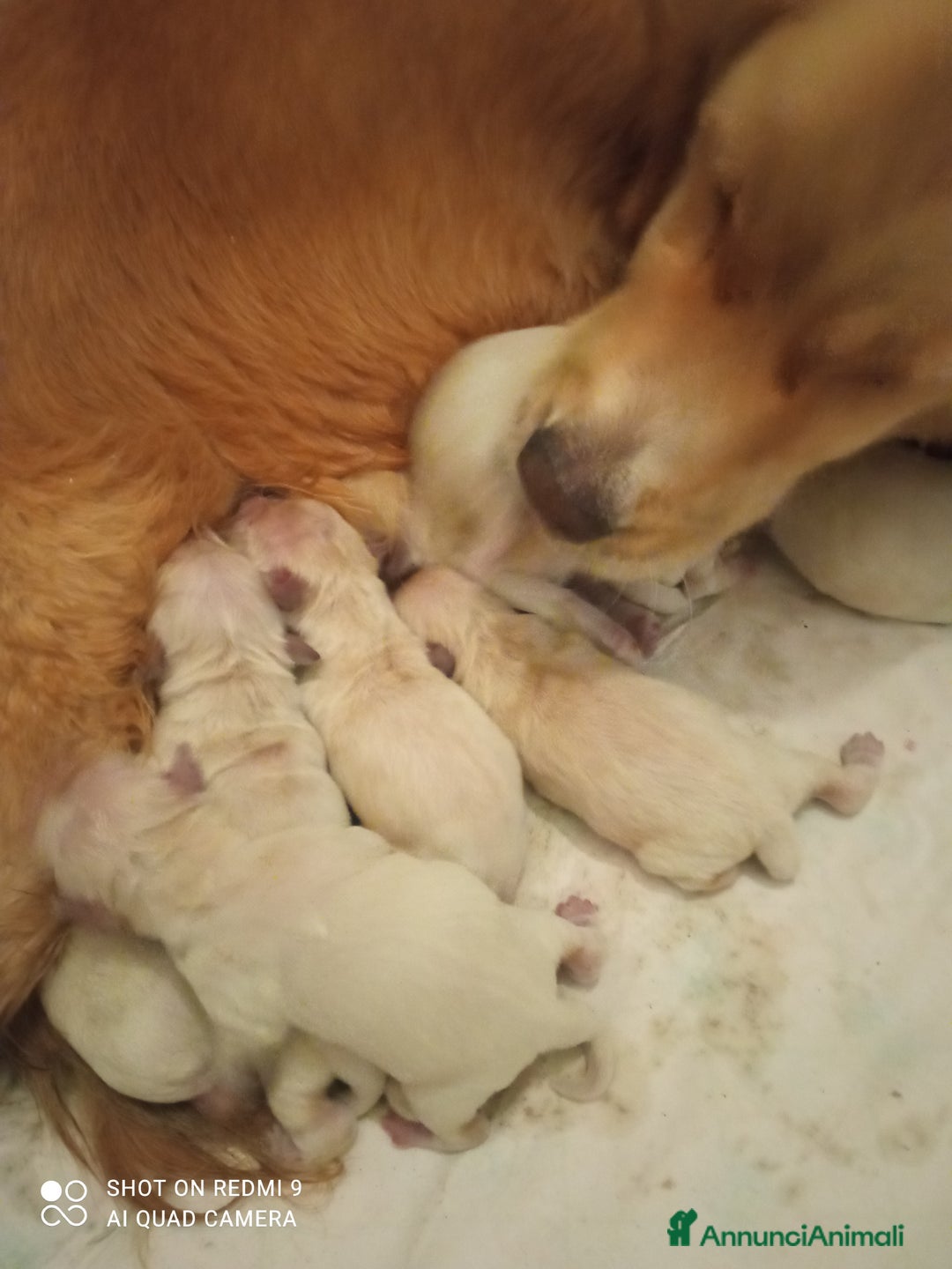 Golden Retriever cani in vendita: Golden retriever con pedigree ENCI  a Provincia di Treviso - Annuncio 3