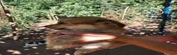 Meticcio cani in regalo: Mughetto, Ciclamino e Tiglio: maschietti 3 mesi - Annuncio 16