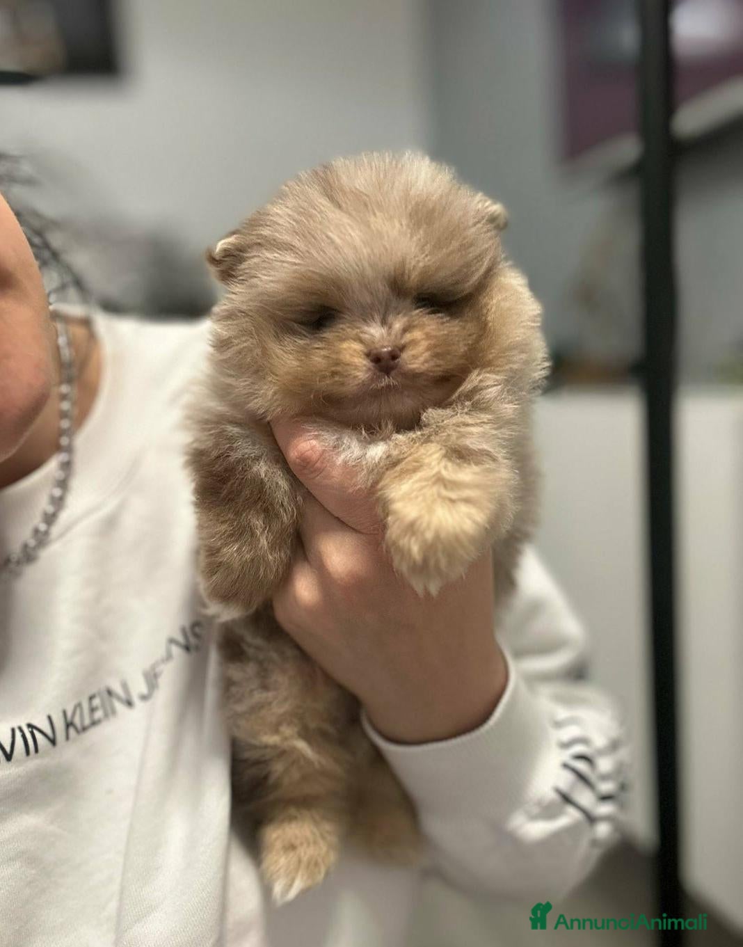 Volpino Pomerania cani Pomerania maschi e femmine - Annuncio 1