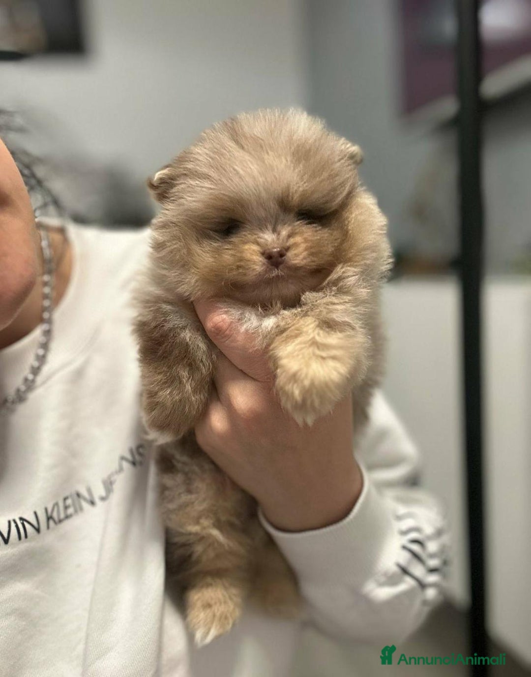 Volpino Pomerania cani in vendita: Pomerania maschi e femmine - Annuncio 1