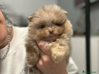 Volpino Pomerania cani Pomerania maschi e femmine - Annuncio 1