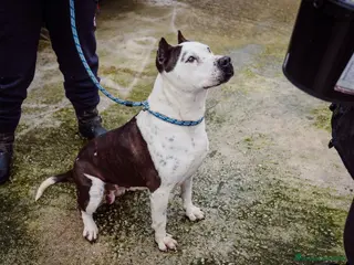 Altre razze cani Futura amstaff equilibrata - Annuncio 4