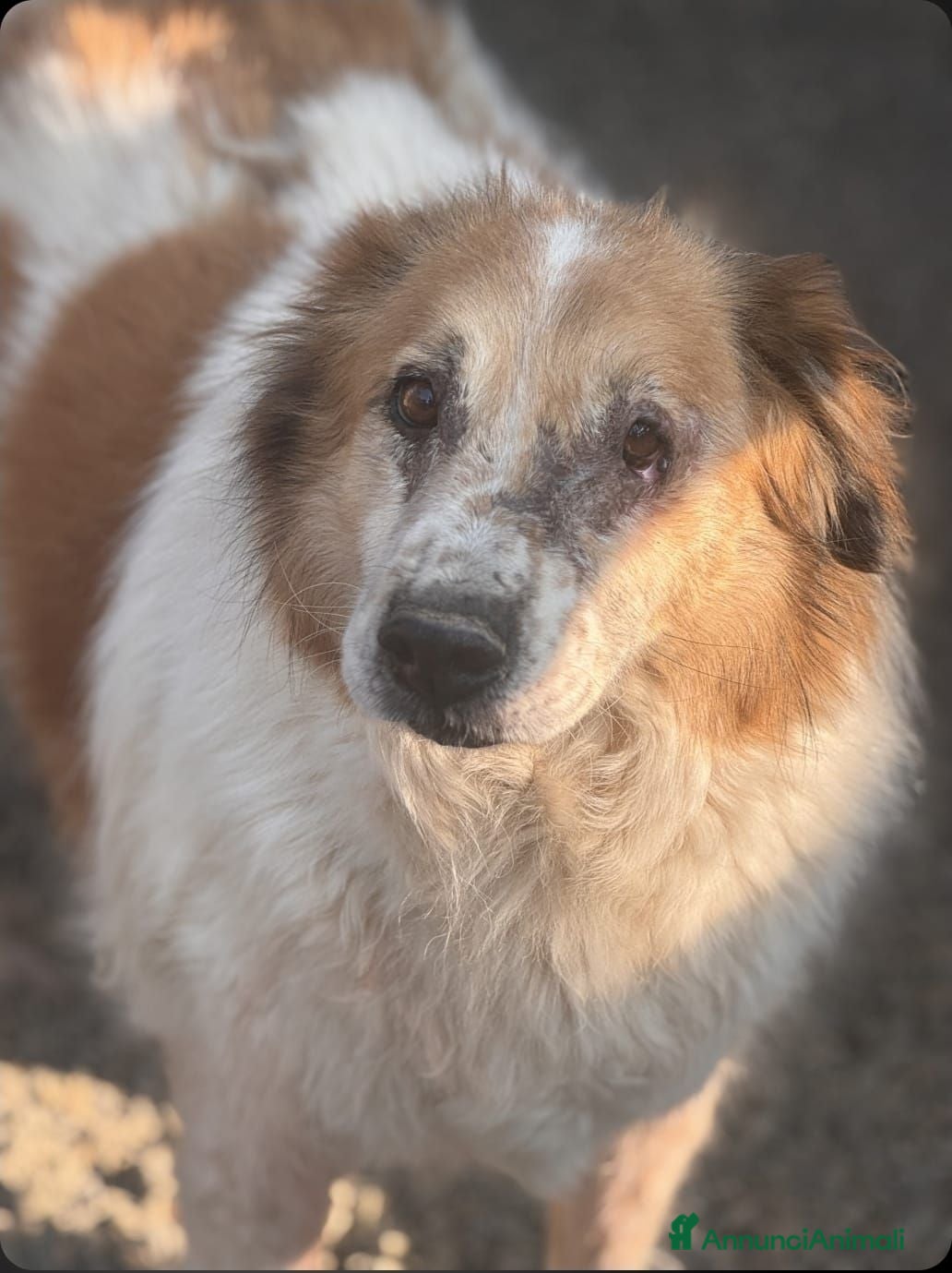 Meticcio cani ARTU' - Annuncio 19