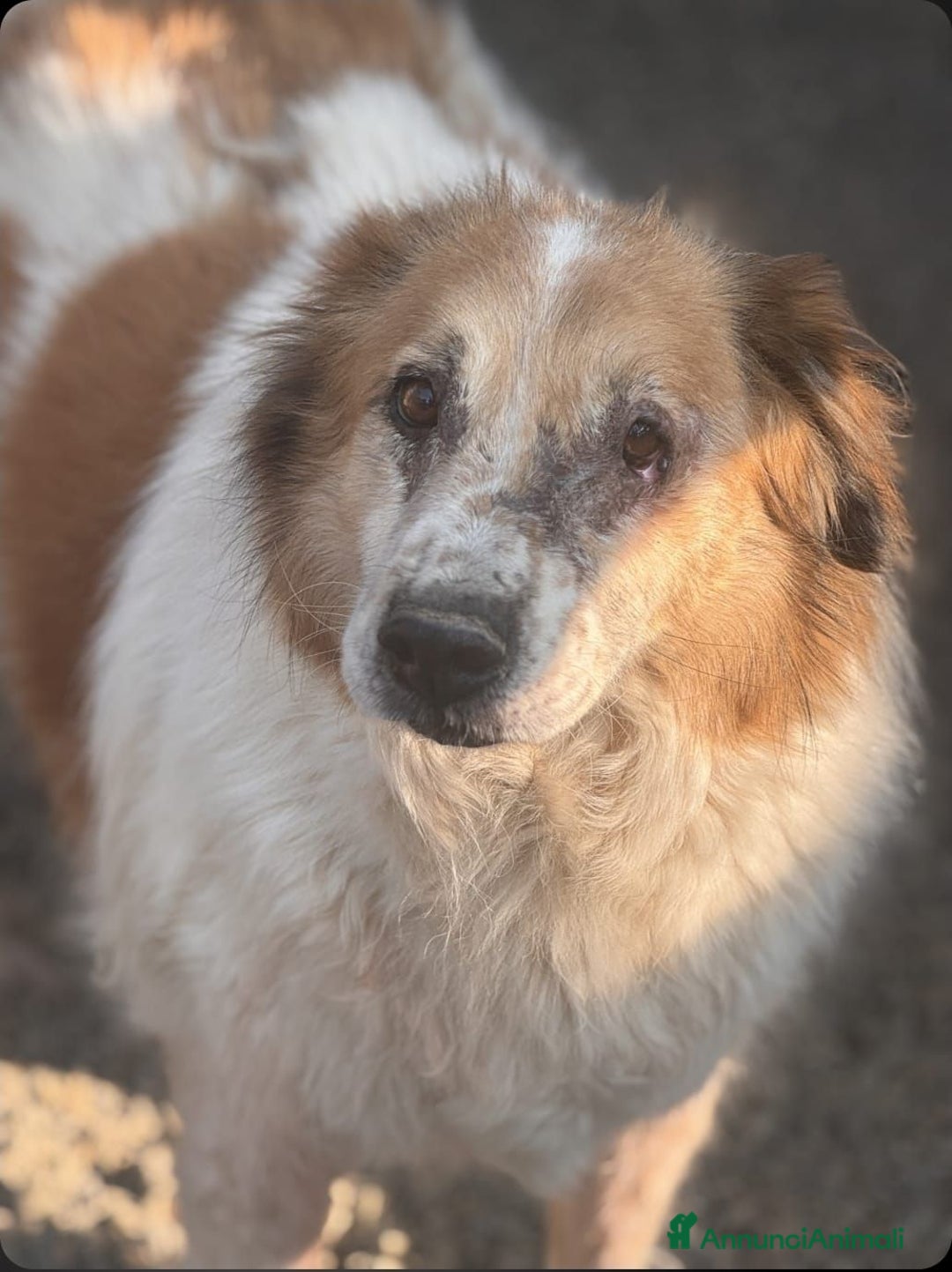 Meticcio cani in regalo: ARTU' - Annuncio 1