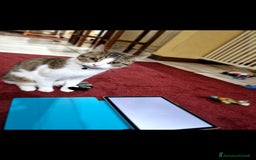 Altre razze gatti in regalo: gatto in adozione - Immagine 2