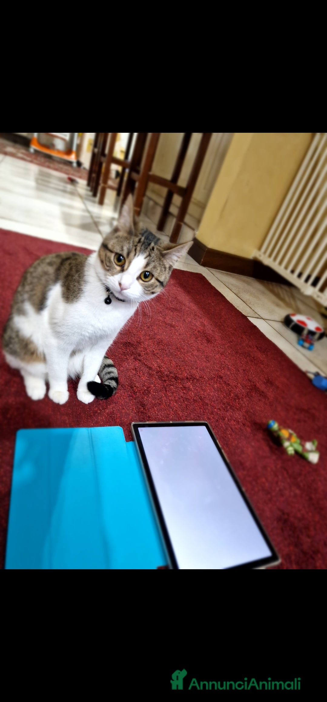 Altre razze gatti in regalo: gatto in adozione - Immagine 2