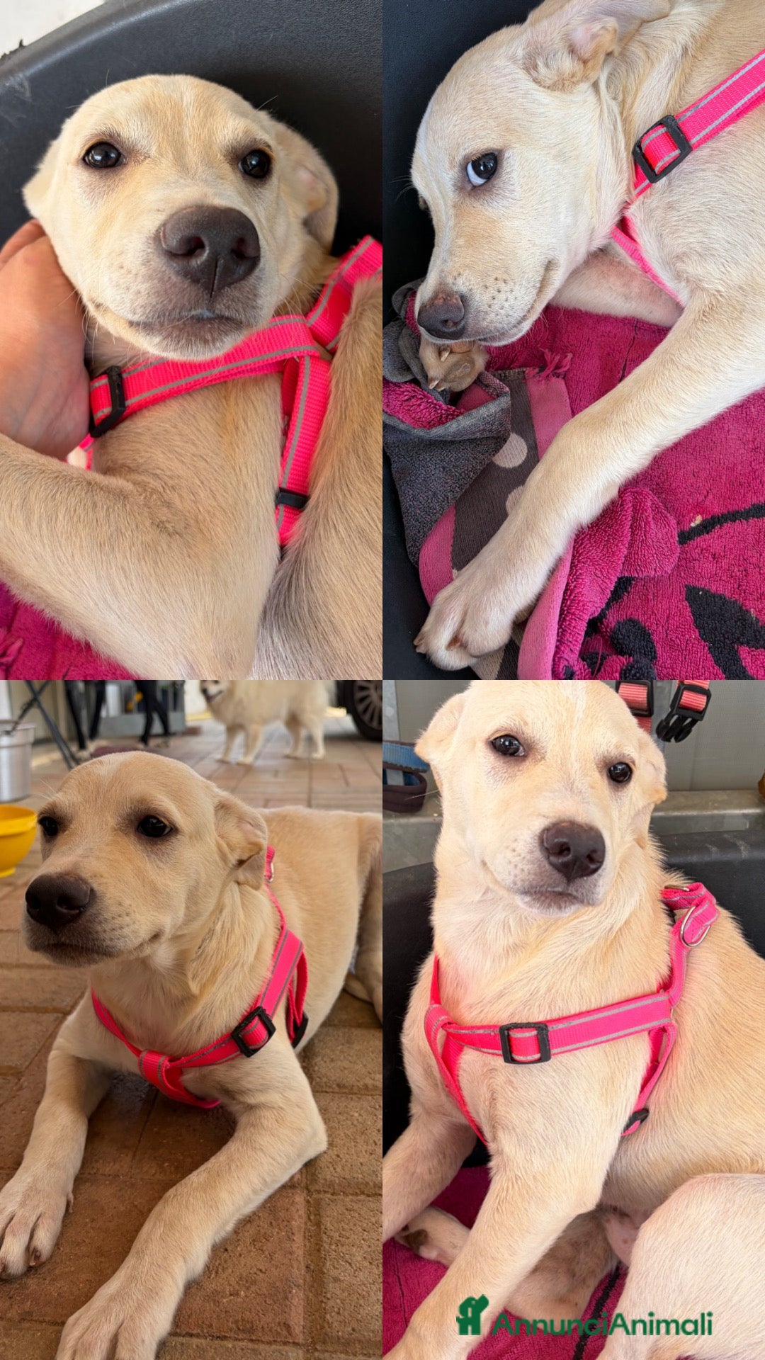 Meticcio cani 🐾 CERCASI CASA PER LA VITA! 🐾 - Annuncio 3