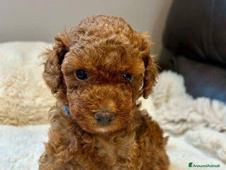 Barboncino Toy cani Cuccioli di barboncino toy rossi - Annuncio 4