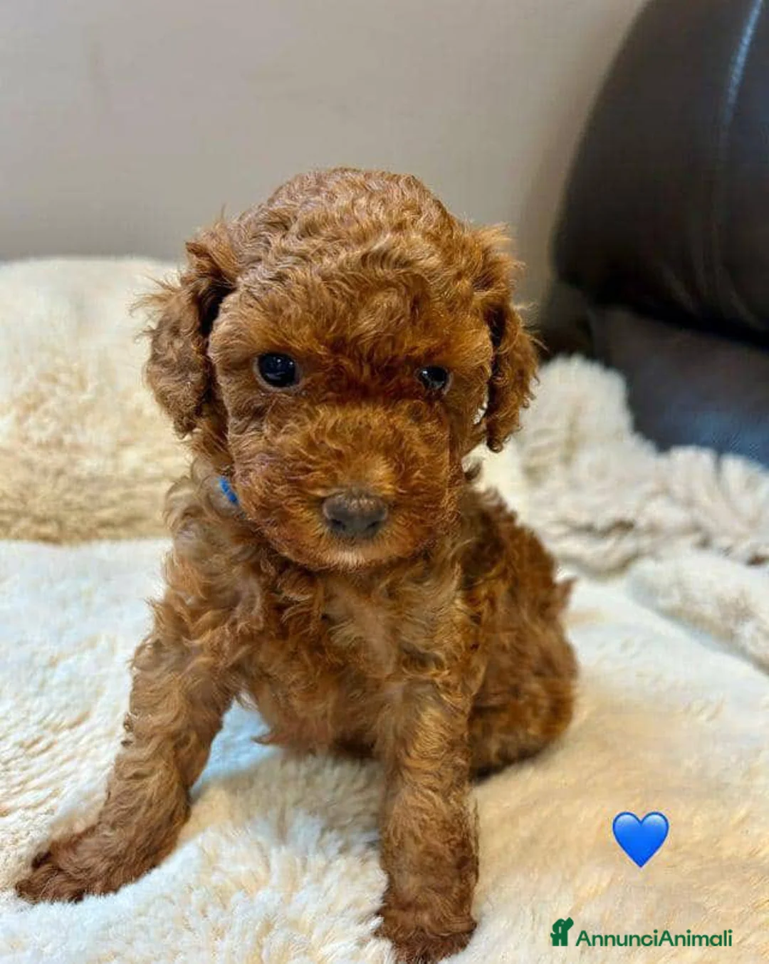 Barboncino Toy cani in vendita: Cuccioli di barboncino toy rossi - Annuncio 1