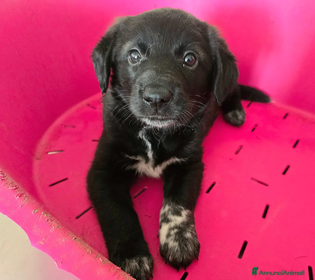 Meticcio cani in regalo: Milla 50 giorni taglia media  - Annuncio 1