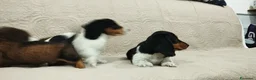 Bassotto cani in vendita: Bassotti tedeschi  - Annuncio 9