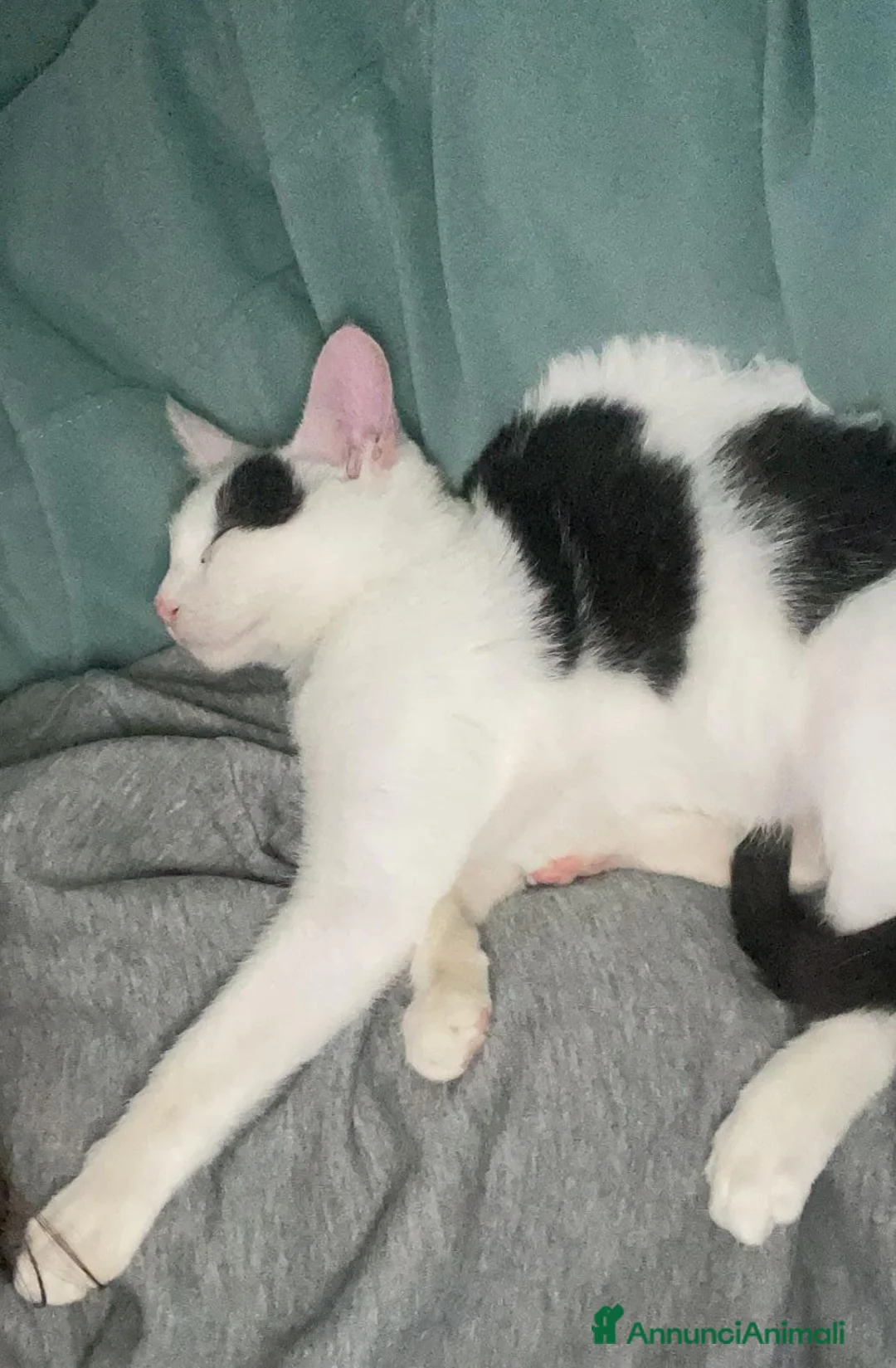 Meticcio gatti in regalo: DOLCISSIMO GATTINO - Annuncio 7