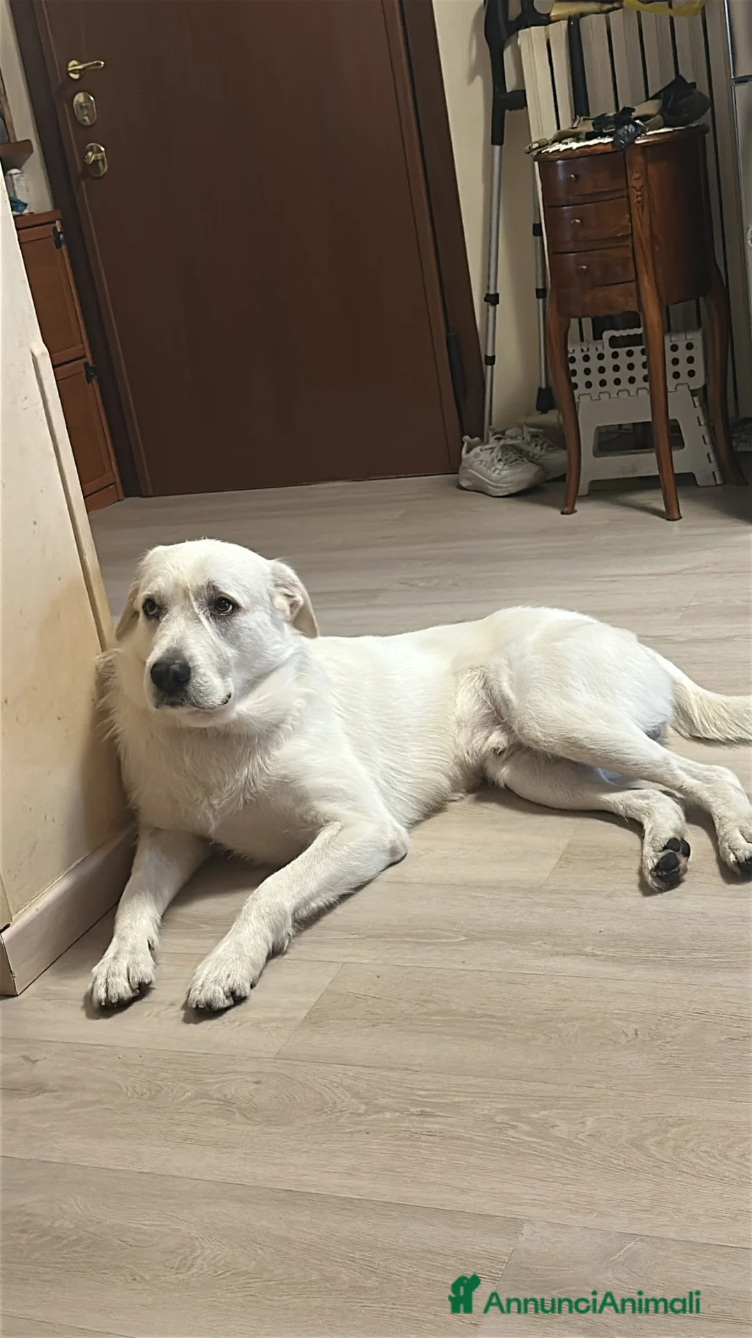 Meticcio cani in regalo: Taralluccio a Città metropolitana di Milano - Annuncio 1
