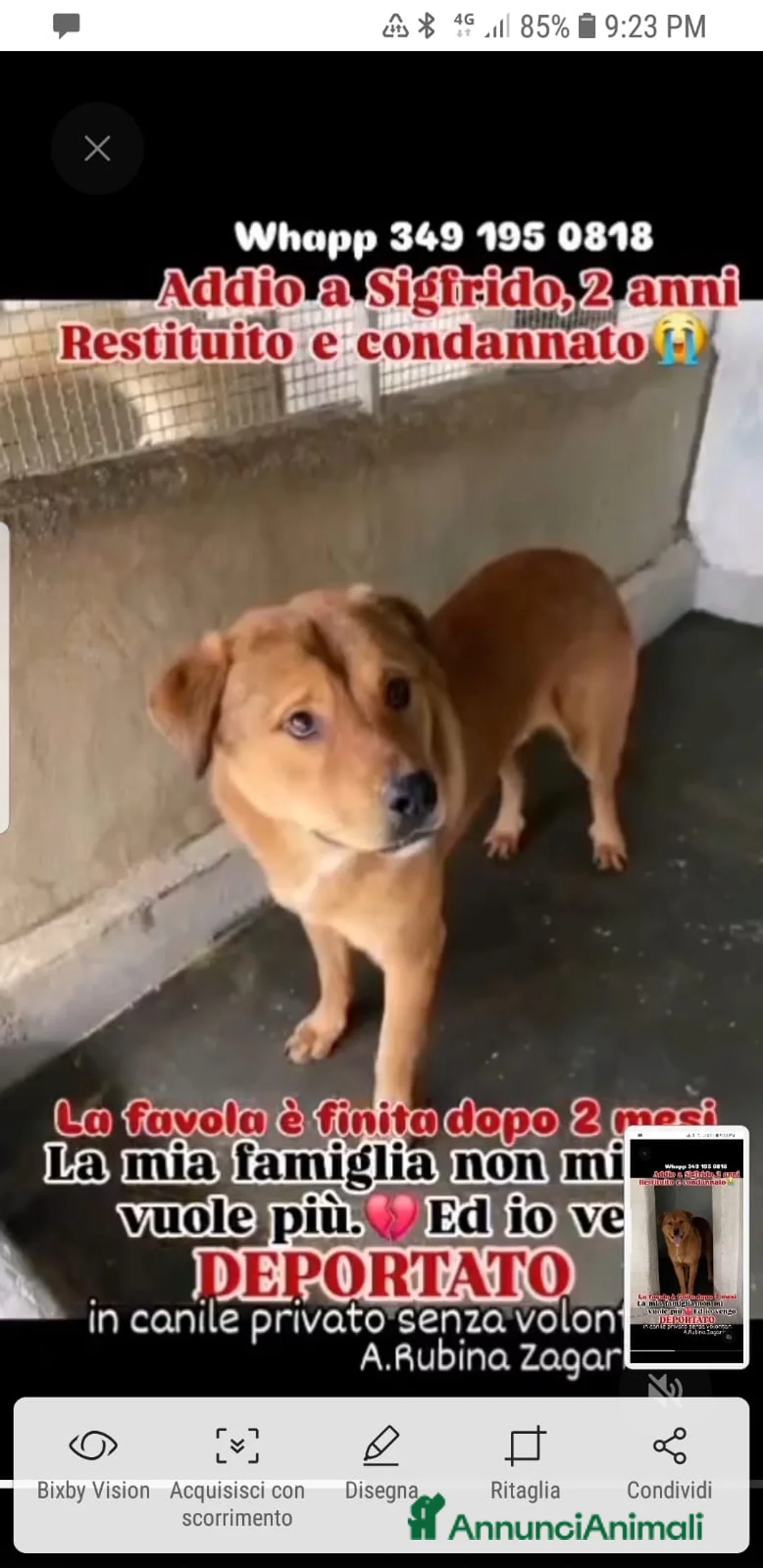 Meticcio cani in regalo: ADOZ.DEL💔:restituito dopo 2mesi, in deportazione! - Annuncio 2