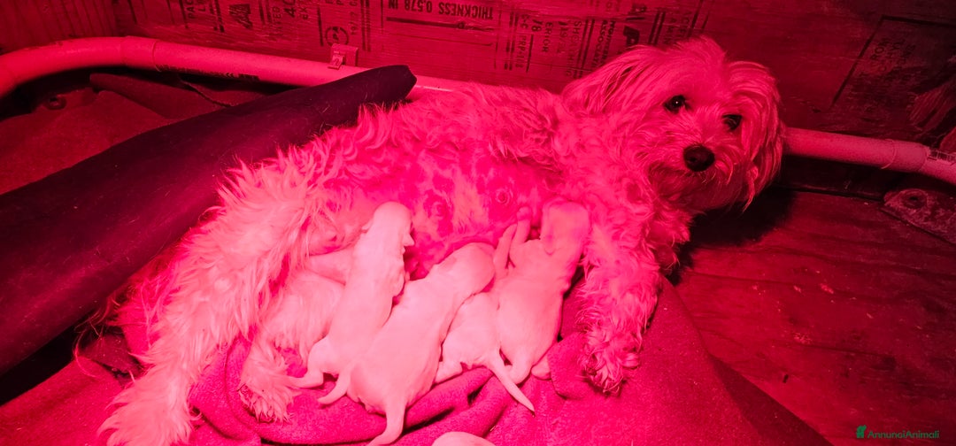Maltese cani in vendita: Adorabili Cuccioli di Maltese  - Annuncio 4