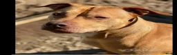 Pitbull cani in regalo: Pitbull adulta salita al nord e riscesa a NAPOLI - Annuncio 2