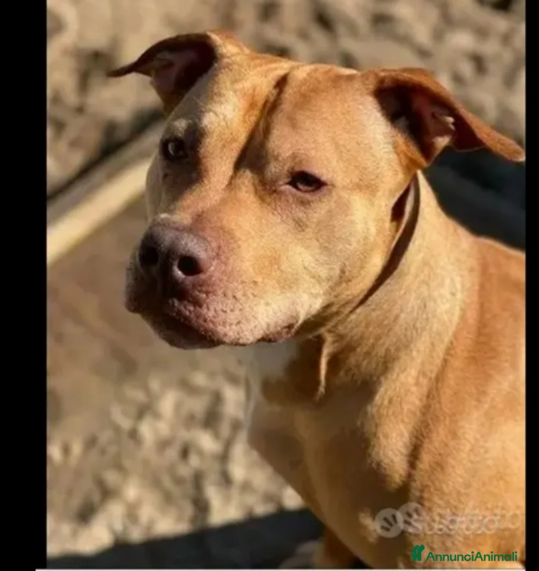 Pitbull cani in regalo: Pitbull adulta salita al nord e riscesa a NAPOLI - Annuncio 2