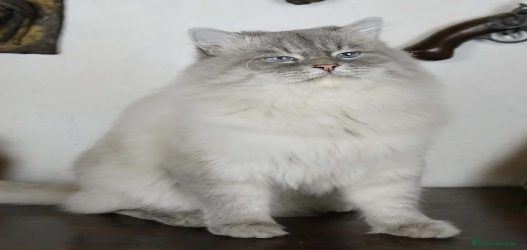 Immagine della galleria {{count}}