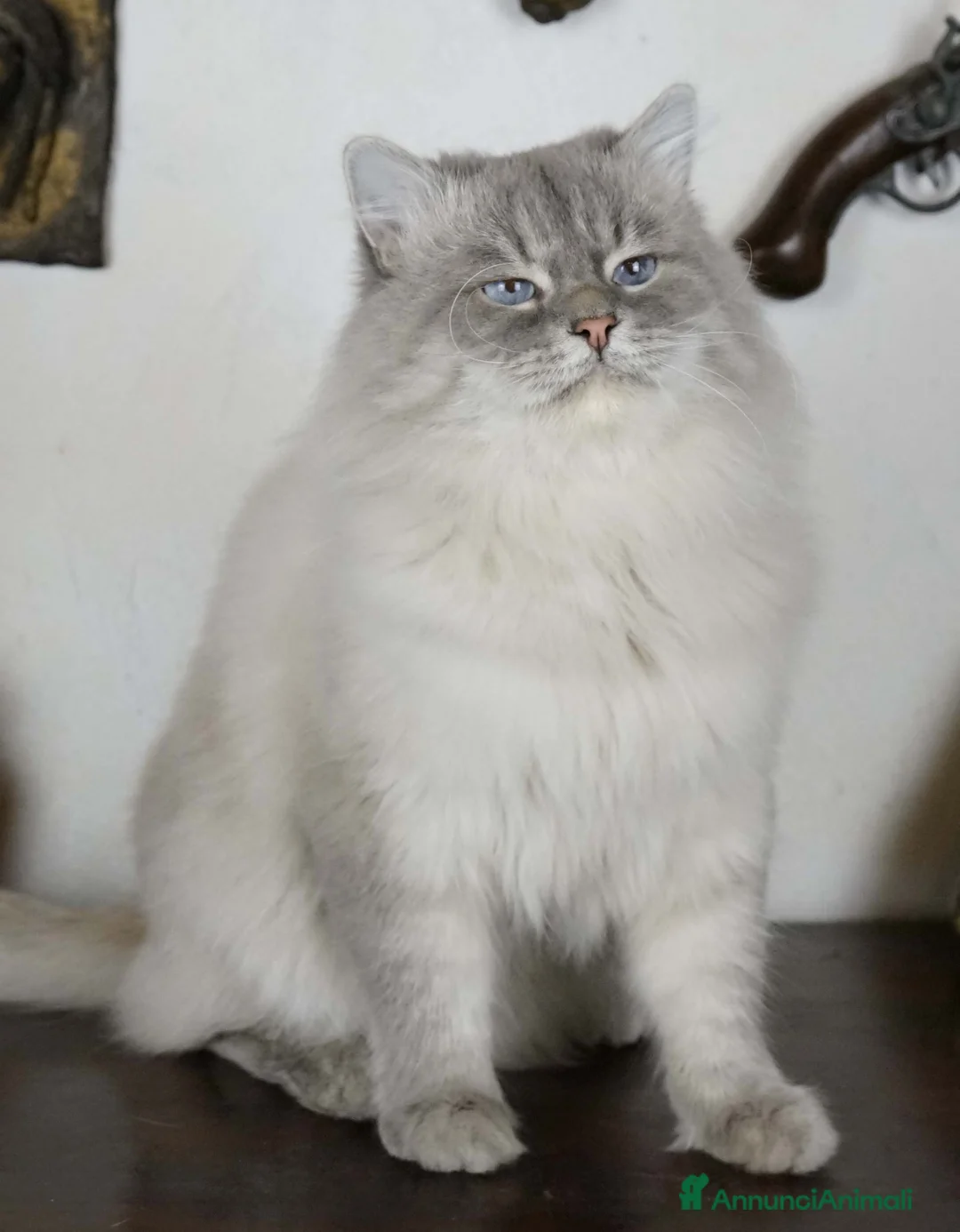 Immagine della galleria {{count}}