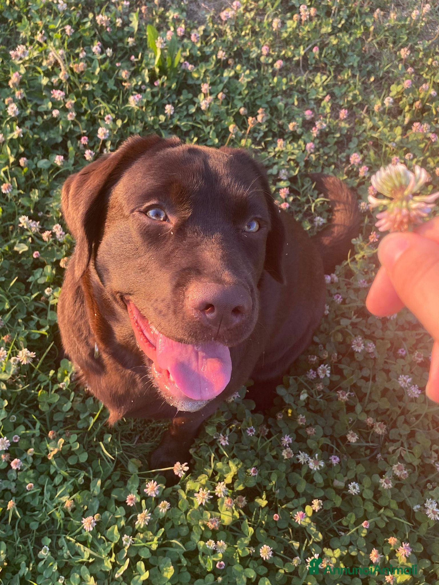 Labrador cani Cucciolona labrador cioccolato - Annuncio 14