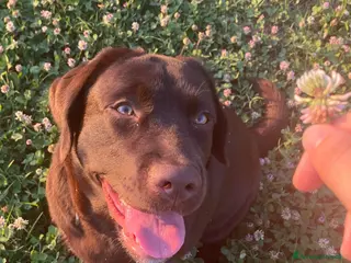 Labrador cani Cucciolona labrador cioccolato - Annuncio 14