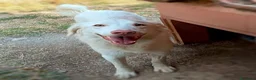 Meticcio cani in regalo: Femmina taglia media 1 anno  - Annuncio 1