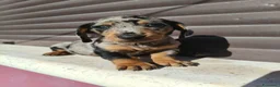 Bassotto cani in vendita: Bassotto maschio  - Annuncio 3