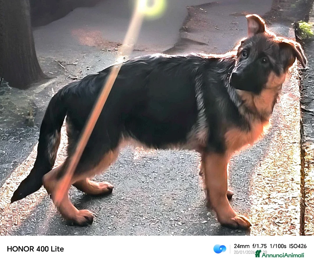 Pastore Tedesco cani in vendita: Cucciole femmine di pastore tedesco  - Annuncio 4