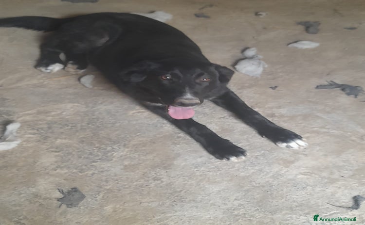 Meticcio cani Meticcio di 1 anno 17 kg - Annuncio 7