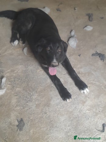 Meticcio cani Meticcio di 1 anno 17 kg - Annuncio 7