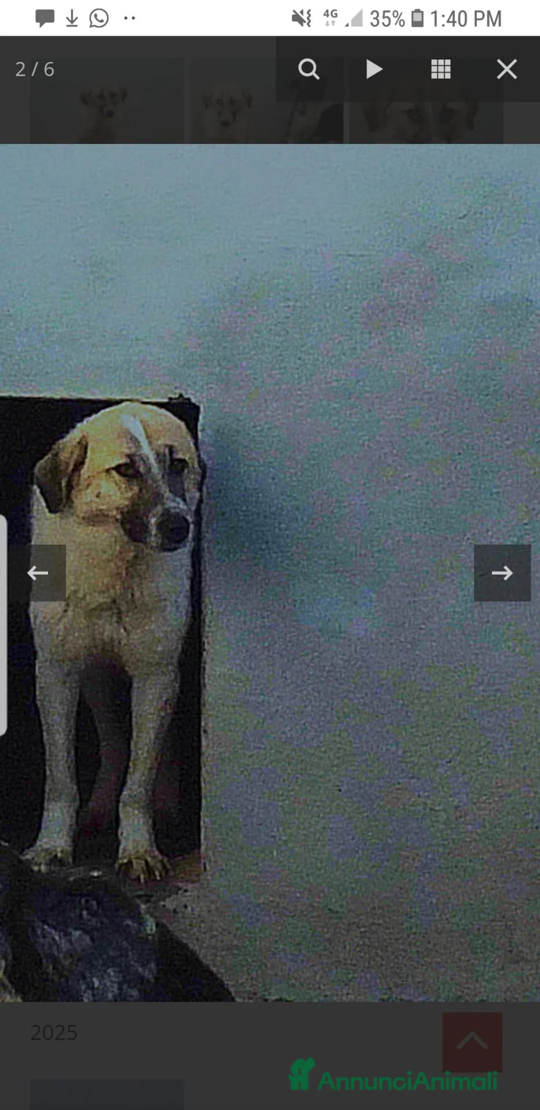 Meticcio cani in regalo: FRANCHINO, 4 ANNI E MEZZO, timido, timidissimo. - Annuncio 3