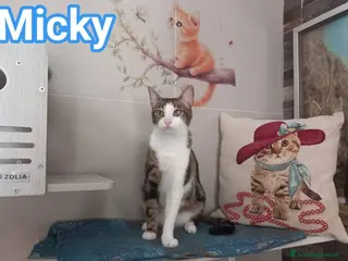 Europeo gatti Affettuoso gattino da adottare, MICKY ! - Annuncio 8
