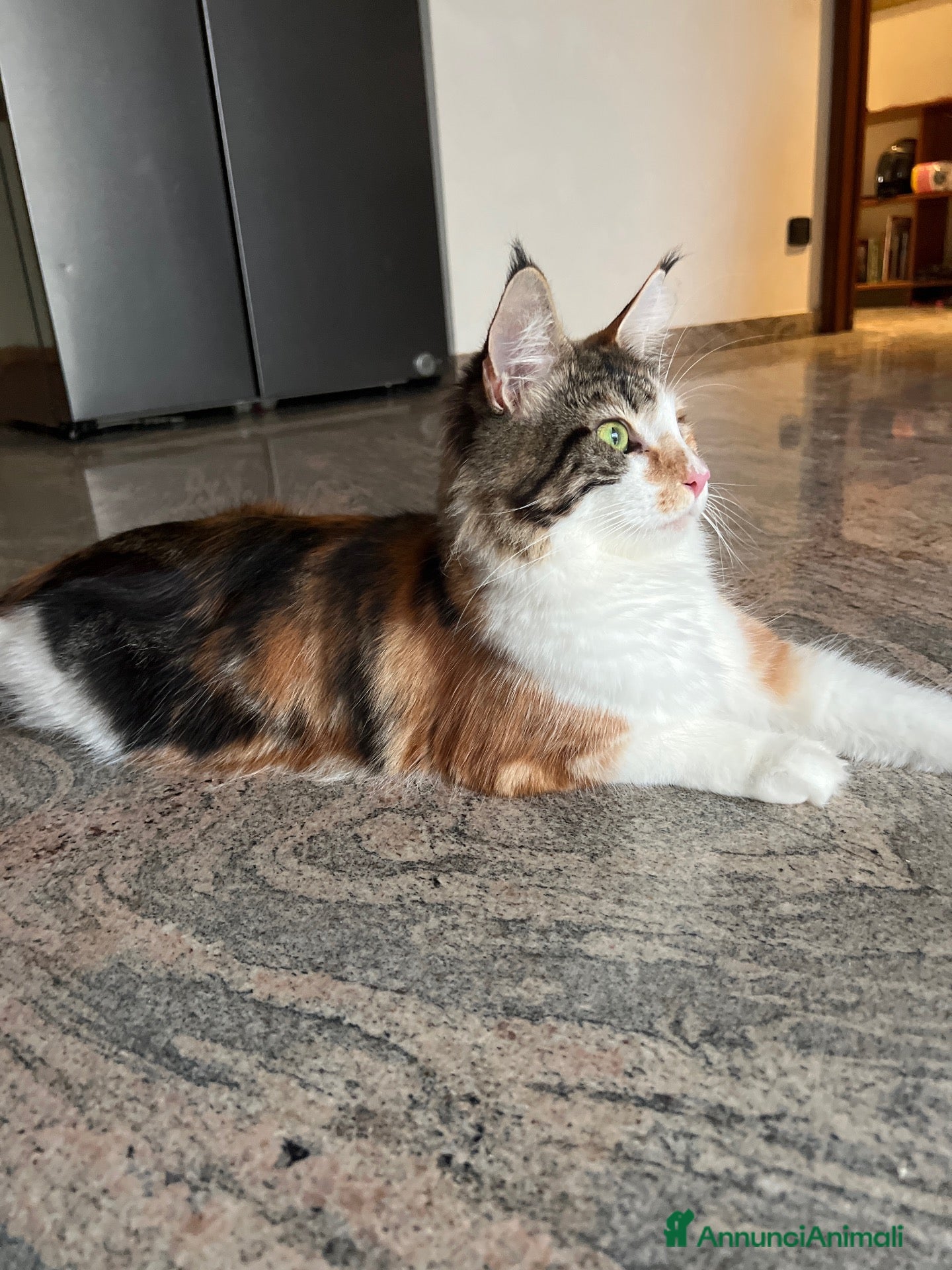 Maine Coon gatti MaineCoon - Annuncio 34