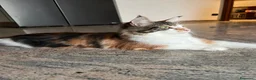 Maine Coon gatti in vendita: MaineCoon - Annuncio 1