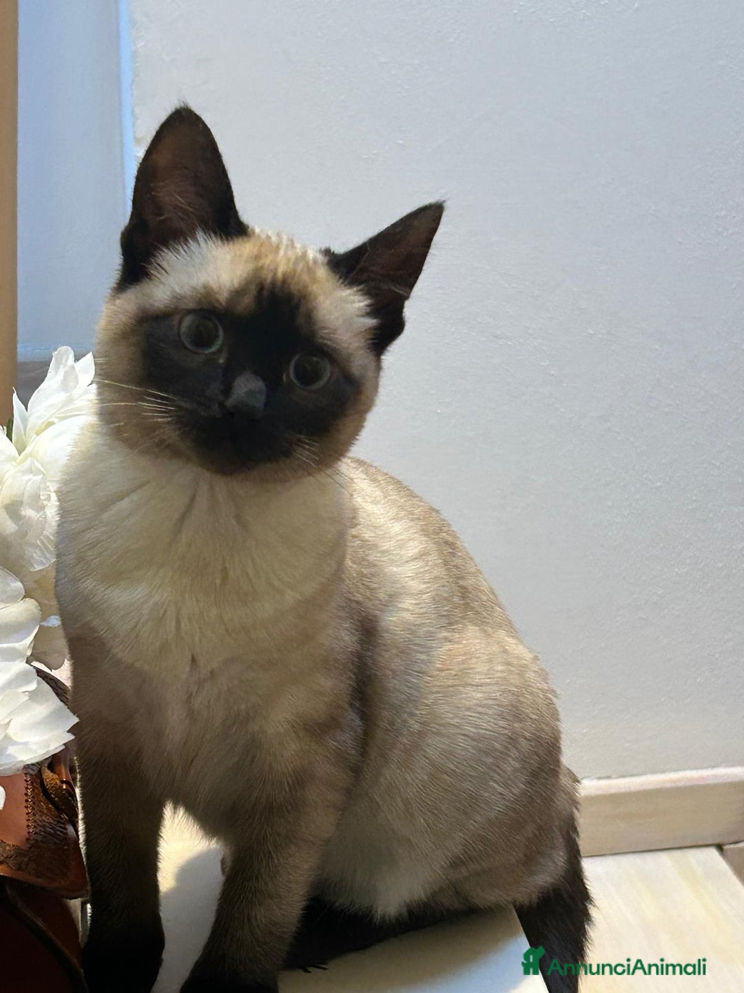 Siamese gatti in vendita: Bellissimi Thai - Annuncio 2