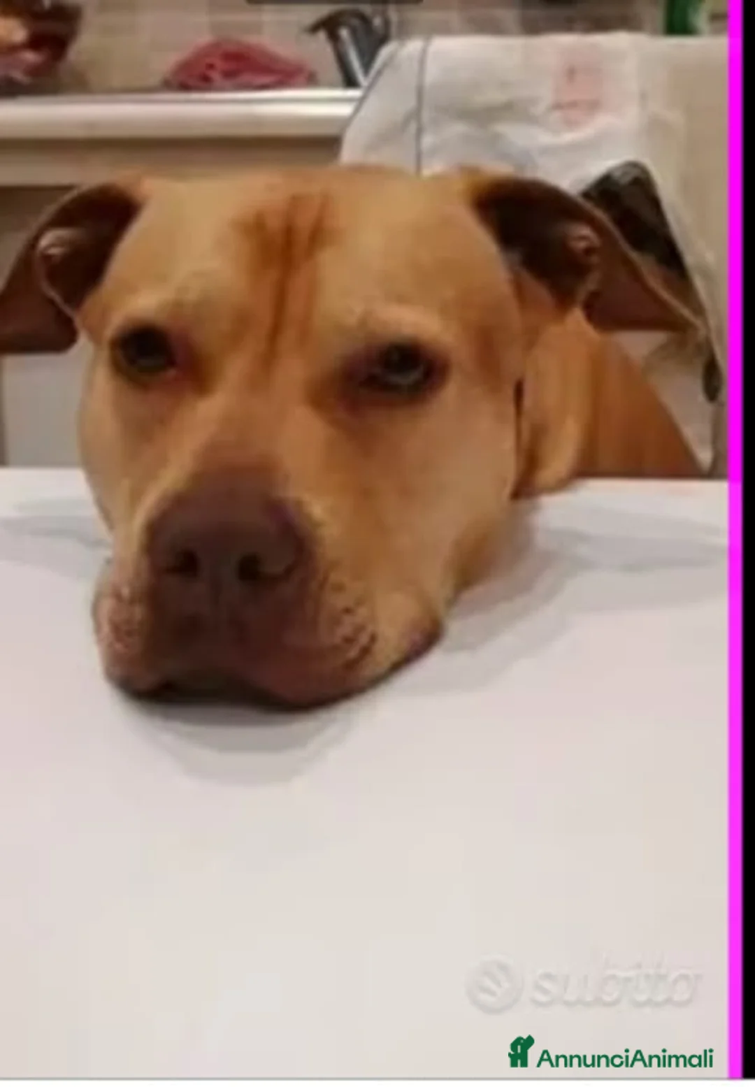 Pitbull cani in regalo: Pitbull femmina dal nord tornata in canile a NAPOL a Città metropolitana di Milano - Annuncio 3