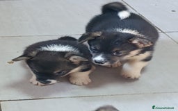 Corgi Pembroke cani in vendita: Corgi Pembroke  a Provincia di Pavia - Immagine 7
