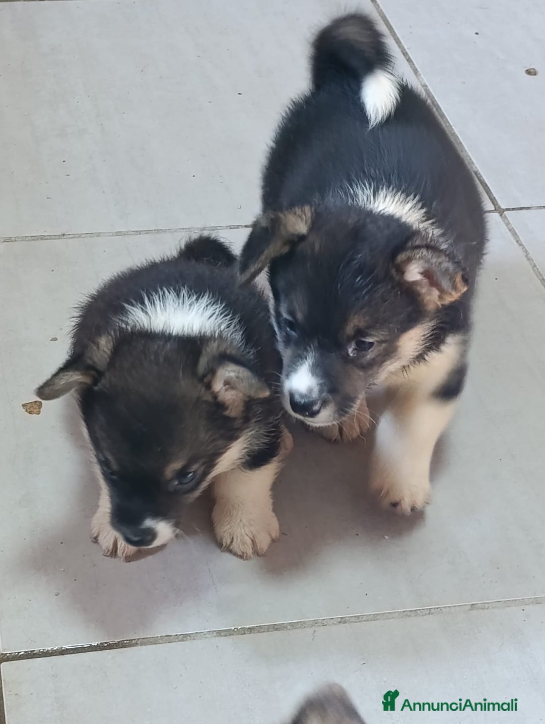 Corgi Pembroke cani in vendita: Corgi Pembroke  a Provincia di Pavia - Immagine 7