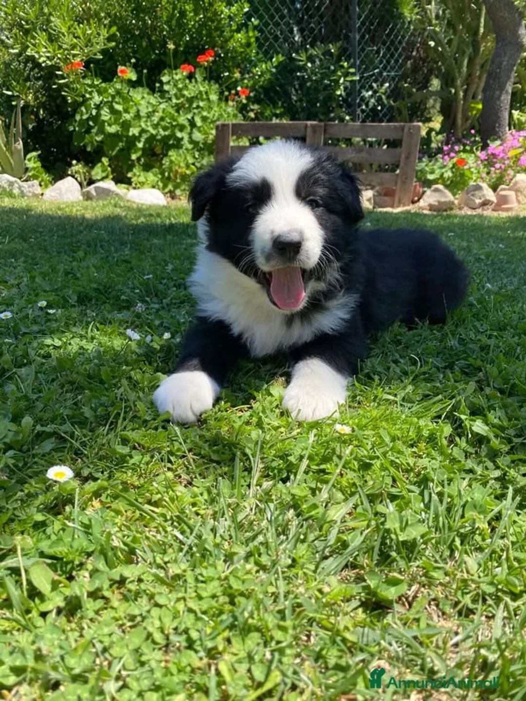 Border Collie cani in vendita: Meravigliosi cuccioli con pedigree a Provincia di Ancona - Annuncio 2